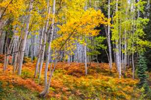 Aspen forest-1817